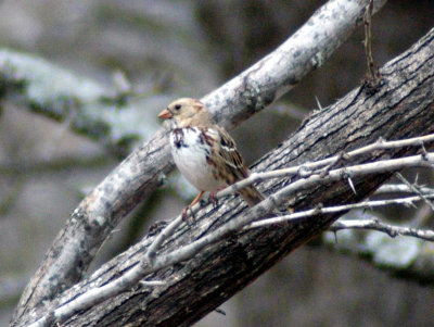1st Winter Harris's Sparrow