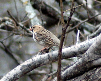 1st Winter Harris's Sparrow