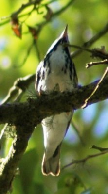 Alternate Plumaged Male Blackpoll Warbler