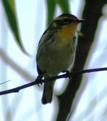Female Blackburnian Warbler