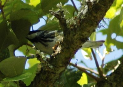 Alternate Plumaged Male Blackpoll Warbler