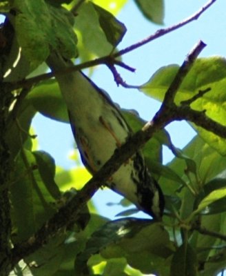 Alternate Plumaged Male Blackpoll Warbler