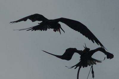 Arguing Male Magnificent Frigatebirds