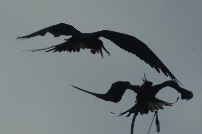 Magnificent Frigatebird