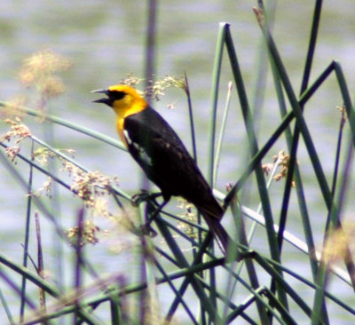 Male Yellow-headed Blackbird