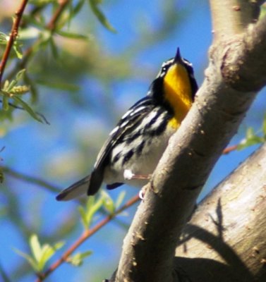 Female Yellow-throated Warbler