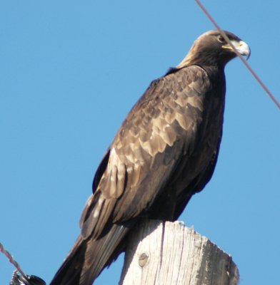 Golden Eagle