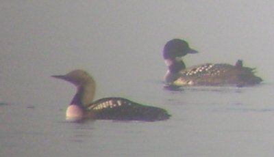 Alternate Plumaged Pacific Loon in the Company of a Alternate Plumaged Common Loon