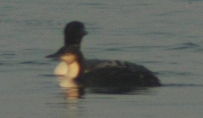Basic Plumaged Pacific Loon in front of a Alternate Plumaged Common Loon