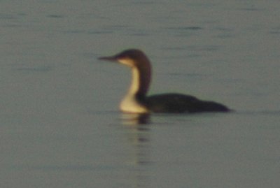 Basic Plumaged Pacific Loon
