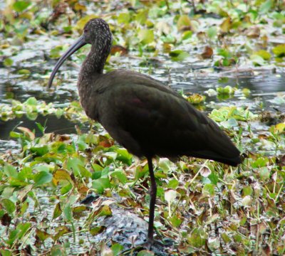 Basic Plumaged White-faced Ibis