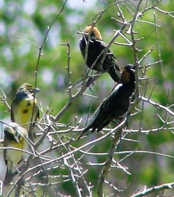 Male Bobolinks with Dickcissels