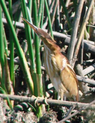 Female Least Bittern