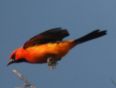 Bentsen Rio Grande Valley State Park