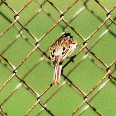 Alternate Plumaged Clay-colored Sparrow