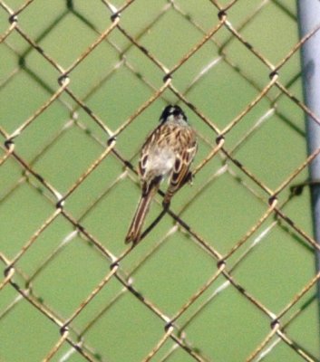 Alternate Plumaged Clay-colored Sparrow