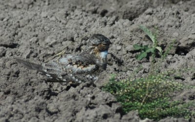 Lesser Nighthawk