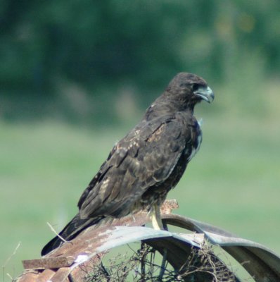 Immature White-tailed Hawk