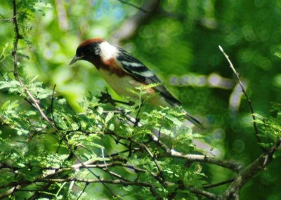 Alternate Plunaged Male Bay-breasted Warbler