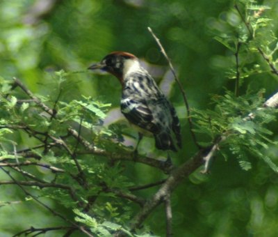 Alternate Plunaged Male Bay-breasted Warbler