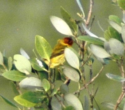 Male Mangrove Yellow Warbler