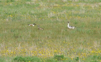 Ducks on the Prairie