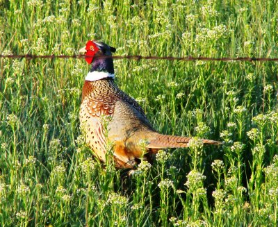 Male Asian Ring-necked Pheasant