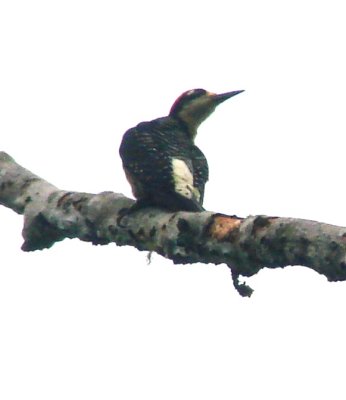 Black-cheeked Woodpecker