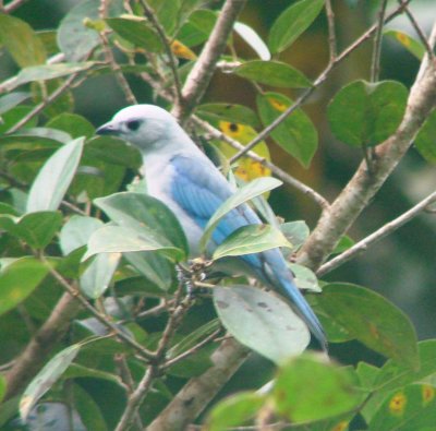 Blue-gray Tanager