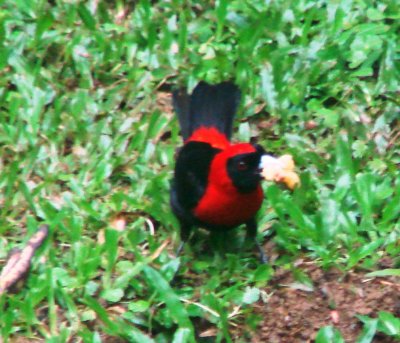 Male Crimson-collared Tanager