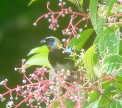 Golden-hooded Tanager