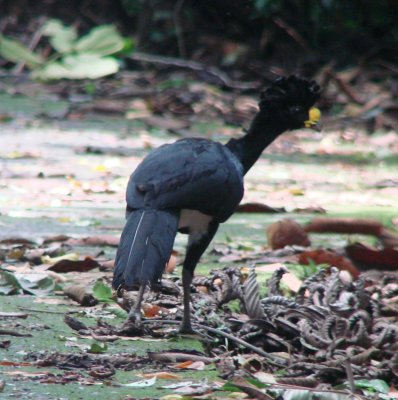 Great Curassow