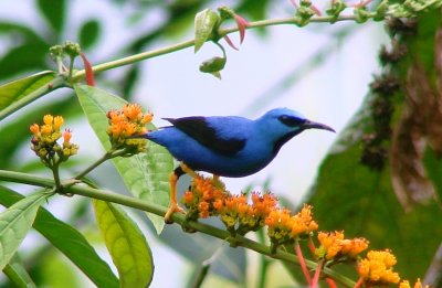 Male Shinning Honeycreeper