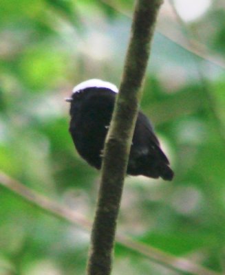Male White-crowned Manakin
