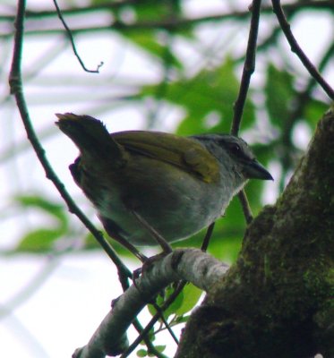 Black-stripped Sparrow