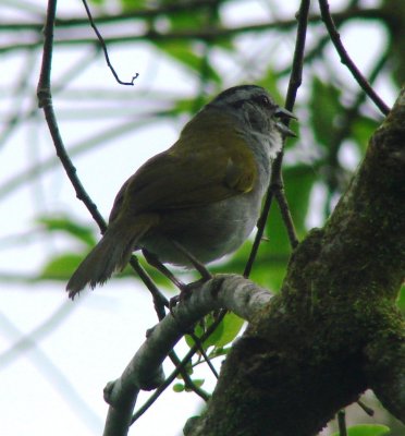 Black-stripped Sparrow