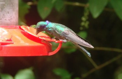 Lesser Violetear