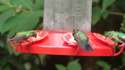 Hummingbirds at Feeder