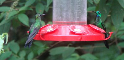 Male Green-crowned Brilliants
