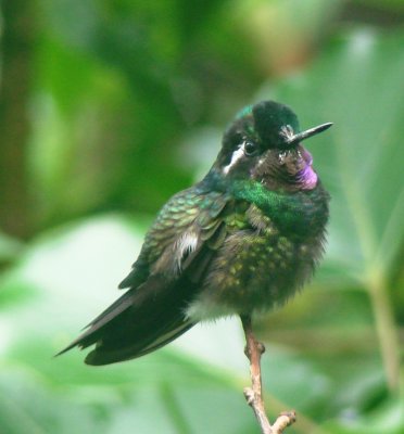 Male Purple-throated Mountain-gem