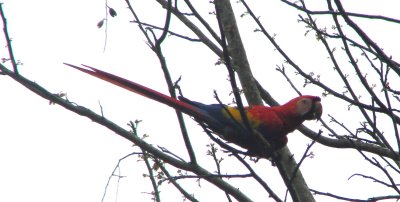 Macaws, Parrots, & Parakeets