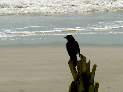 march_break_2008