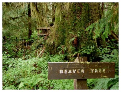 Heaven Tree.jpg