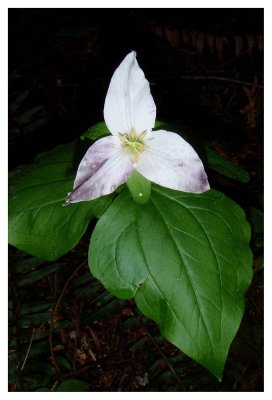 Trillium
