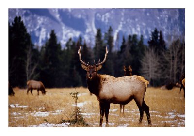 bull Elk Banff 3