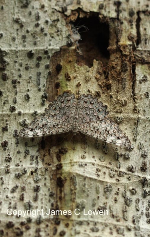 Pantanal invertebrates