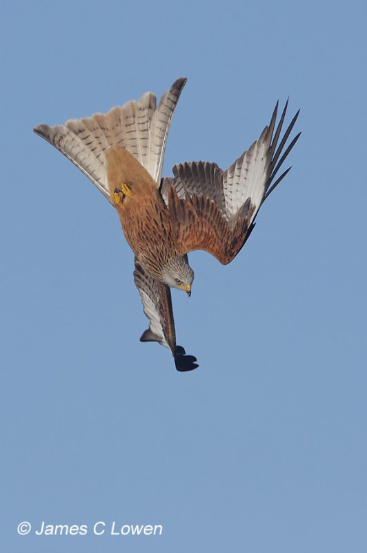 Red Kite