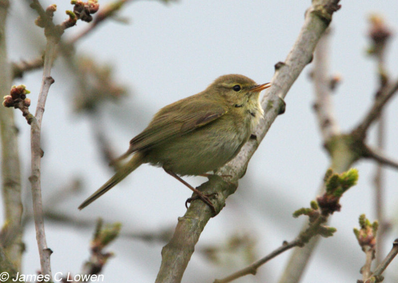 Iberian Chiffchaff