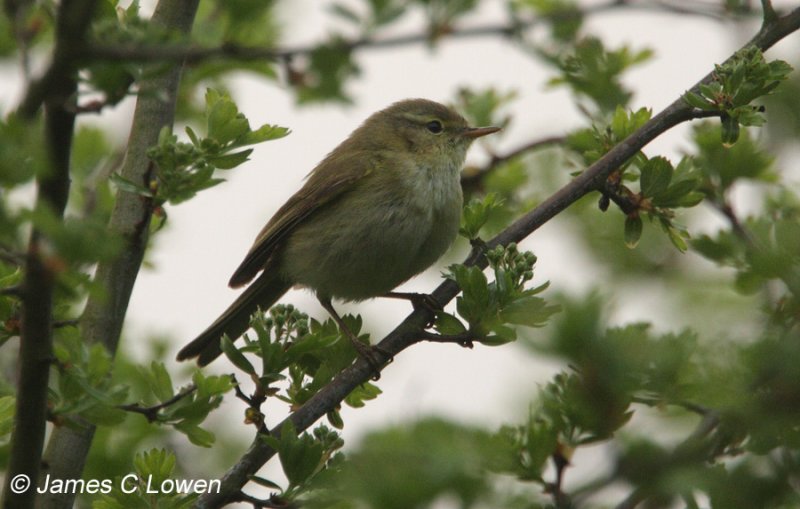 Iberian Chiffchaff