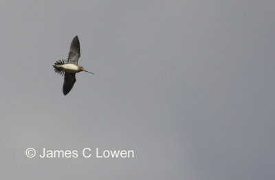 South American Snipe